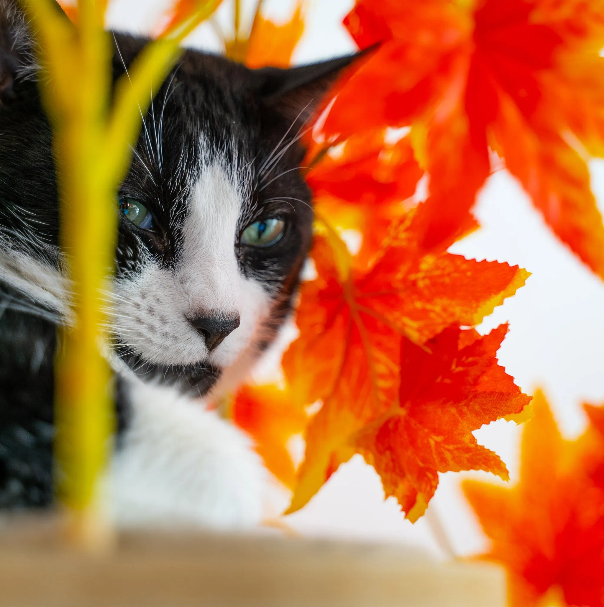 2-ft Interchangeable Leaves Kitty tree w/ Scratching Post in Orange Blaze