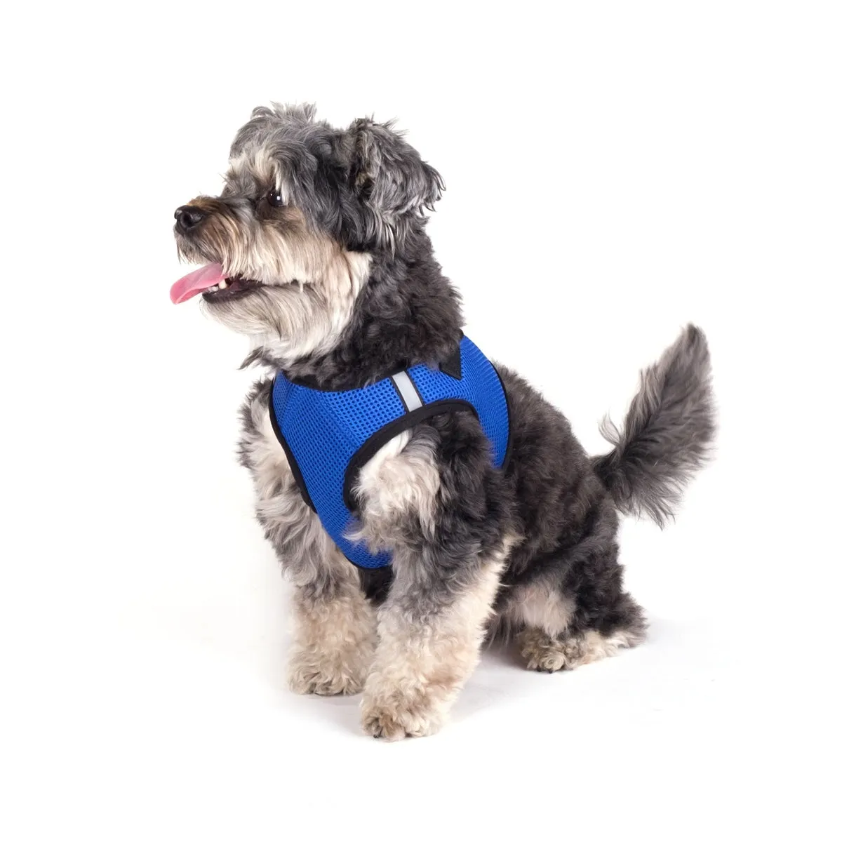 Blue Sidekick Dog Harness