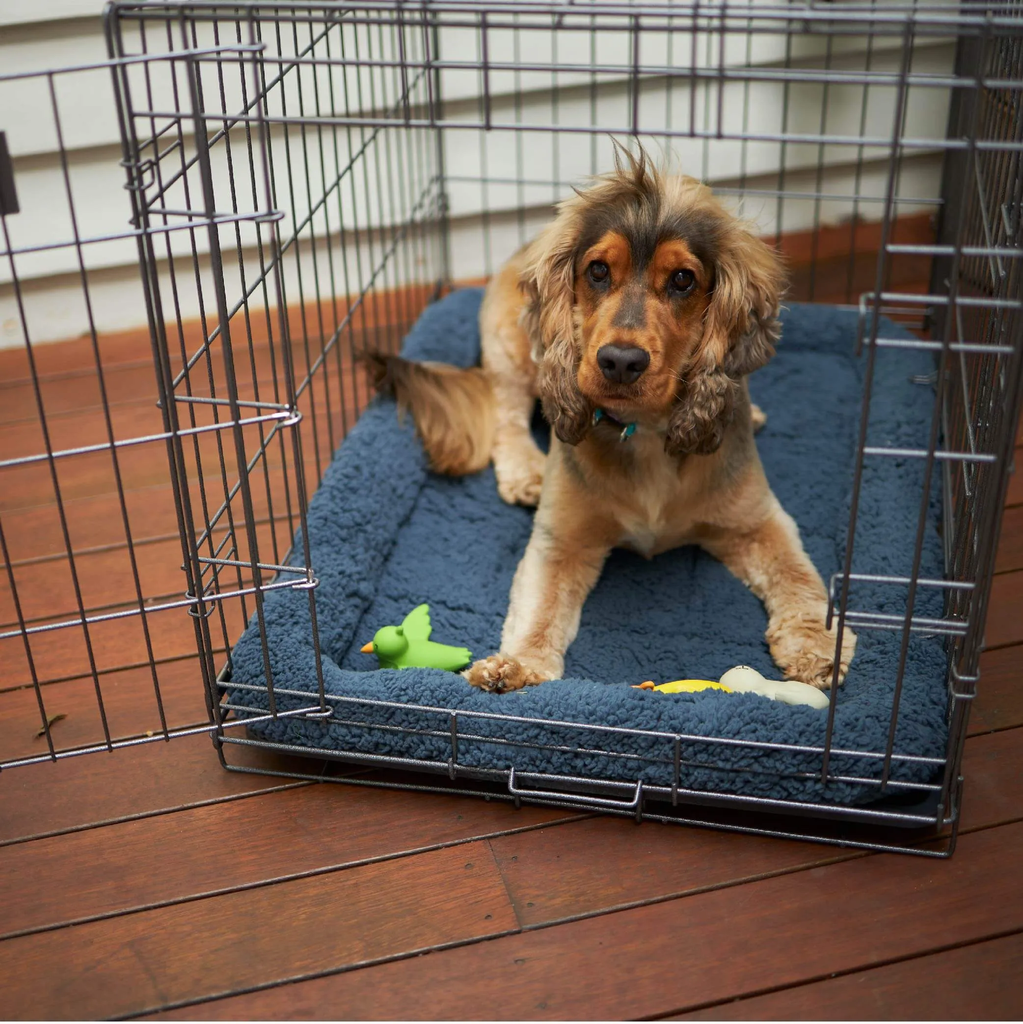 Everyday Pet Crate