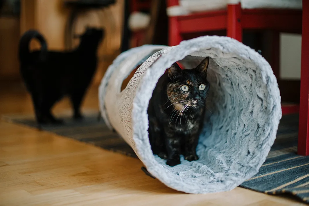 P.L.A.Y. Purr and Pounce Cat Tunnel