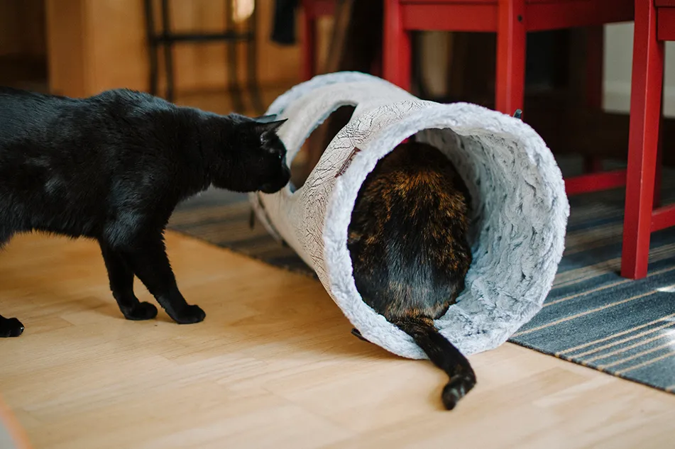 P.L.A.Y. Purr and Pounce Cat Tunnel