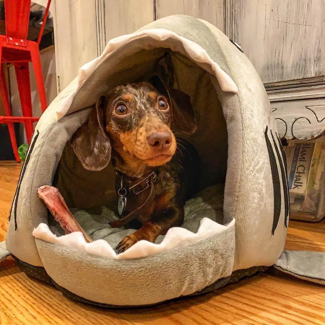 Shark Dachshund House