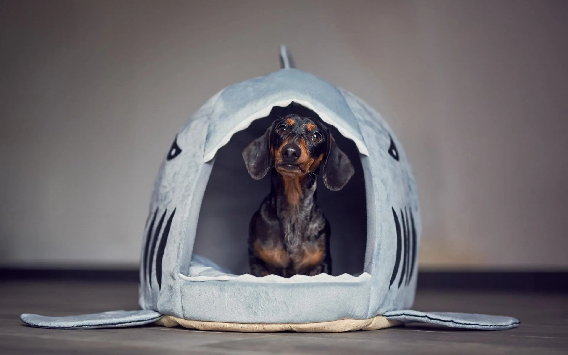 Shark Dachshund House